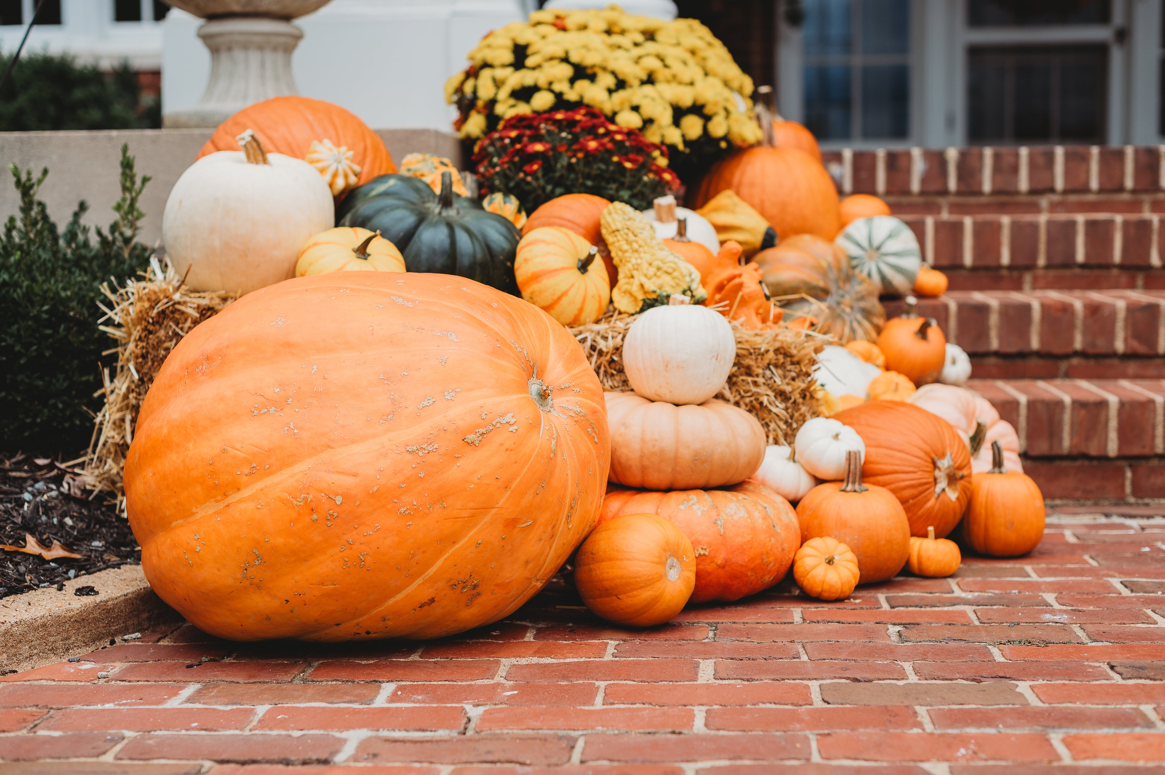Grand Prize Pumpkins